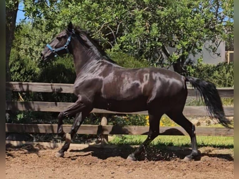 Lusitano Castrone 10 Anni 161 cm in Pera