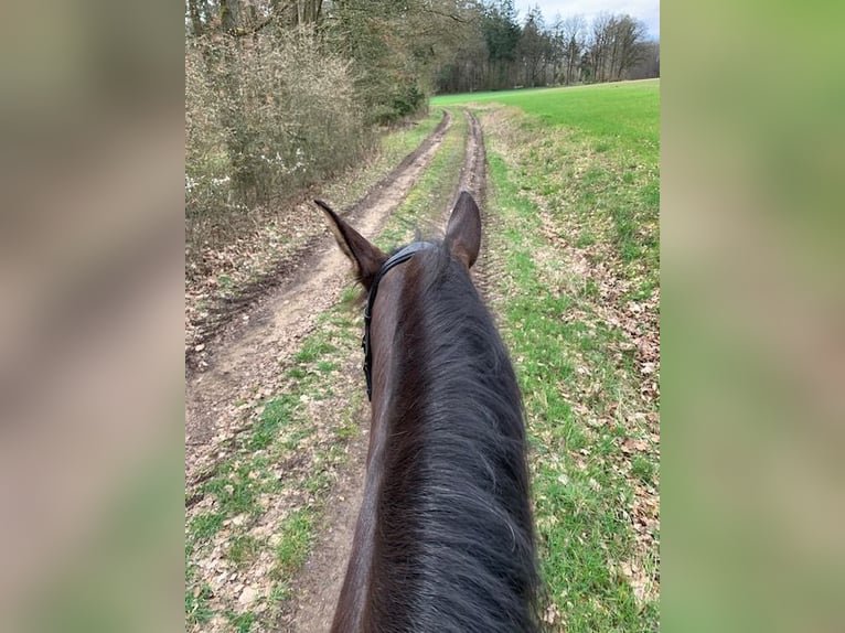 Lusitano Castrone 10 Anni 162 cm Baio scuro in Pleinfeld