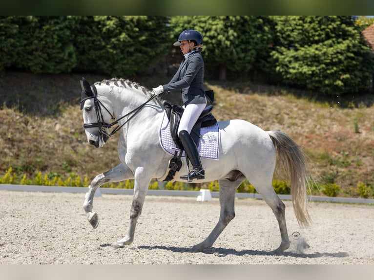 Lusitano Castrone 10 Anni 162 cm Grigio in Vila Nova Famalic&#xE3;o