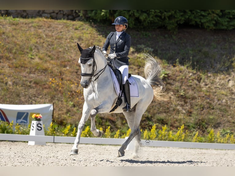 Lusitano Castrone 10 Anni 162 cm Grigio in Vila Nova Famalic&#xE3;o