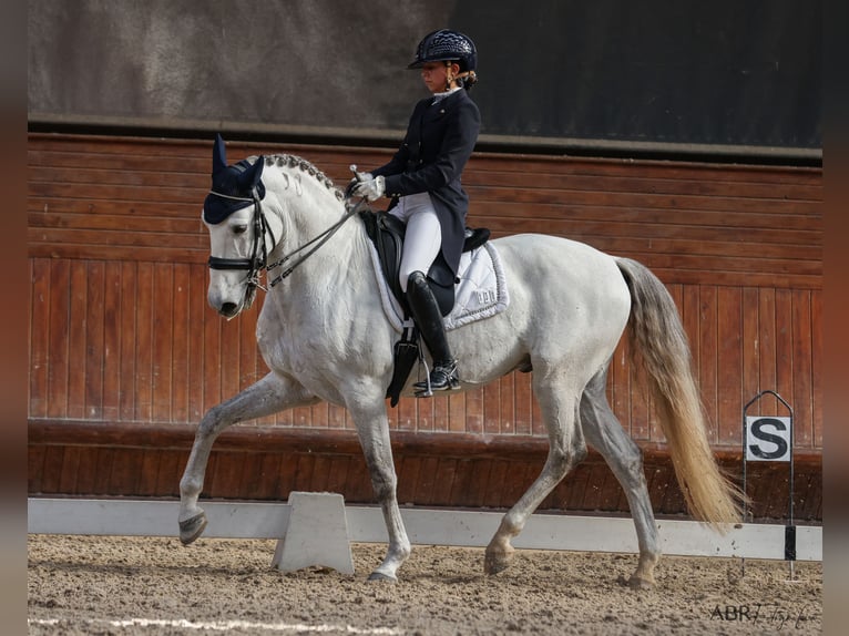 Lusitano Castrone 10 Anni 162 cm Grigio in Vila Nova Famalic&#xE3;o