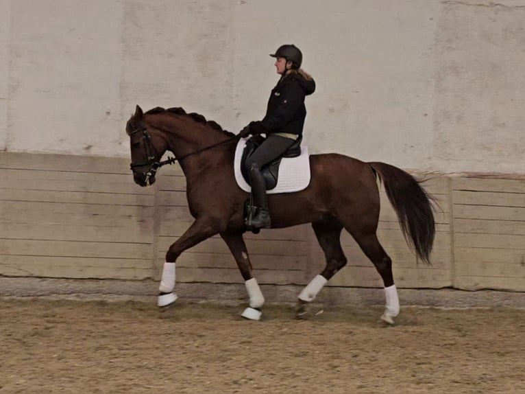 Lusitano Mix Castrone 10 Anni 163 cm Sauro scuro in Wiener Neustadt