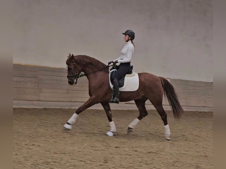 Lusitano Mix Castrone 10 Anni 163 cm Sauro scuro in Wiener Neustadt
