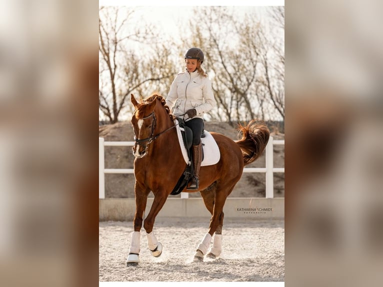 Lusitano Mix Castrone 10 Anni 163 cm Sauro scuro in Wiener Neustadt
