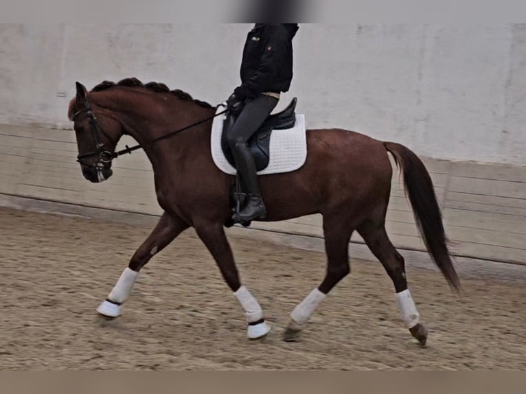 Lusitano Mix Castrone 10 Anni 163 cm Sauro scuro in Wiener Neustadt
