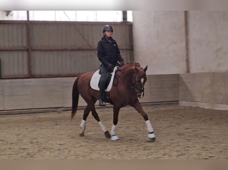 Lusitano Mix Castrone 10 Anni 163 cm Sauro scuro in Wiener Neustadt