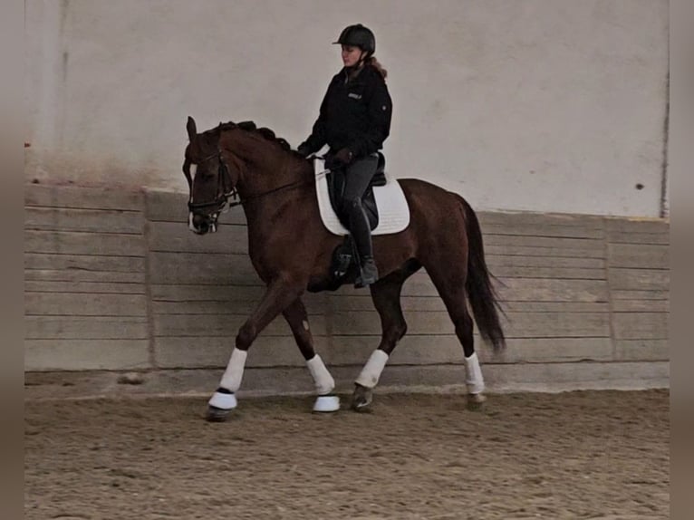 Lusitano Mix Castrone 10 Anni 163 cm Sauro scuro in Wiener Neustadt