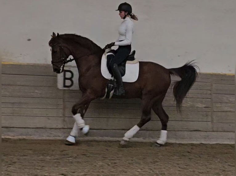 Lusitano Mix Castrone 10 Anni 163 cm Sauro scuro in Wiener Neustadt
