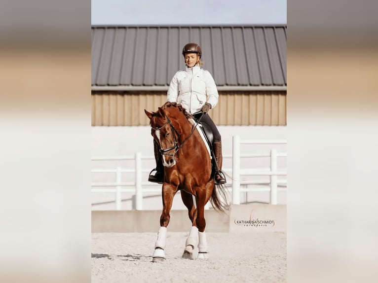 Lusitano Mix Castrone 10 Anni 163 cm Sauro scuro in Wiener Neustadt