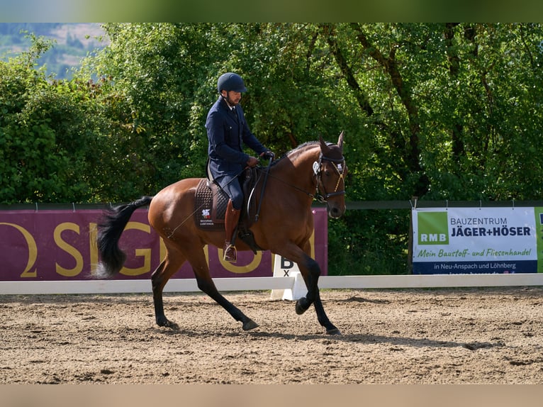 Lusitano Castrone 10 Anni 164 cm Baio in Pfullingen