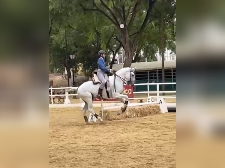 Lusitano Castrone 10 Anni 164 cm Grigio in Co&#xED;n, M&#xE1;laga