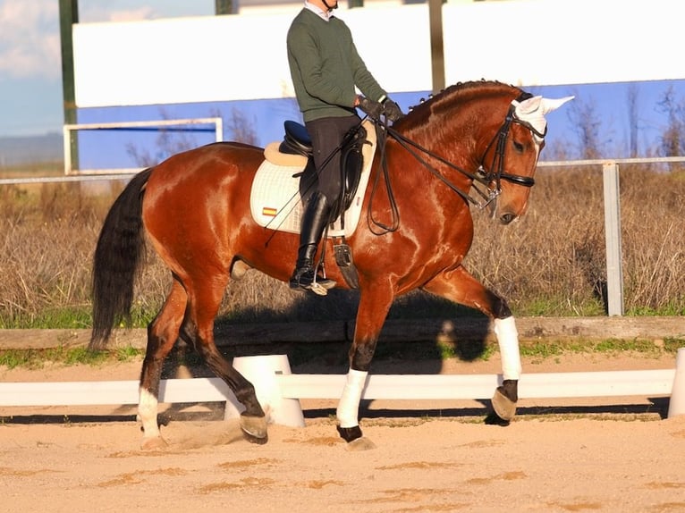 Lusitano Castrone 10 Anni 165 cm Baio ciliegia in NAVAS DEL MADRONO