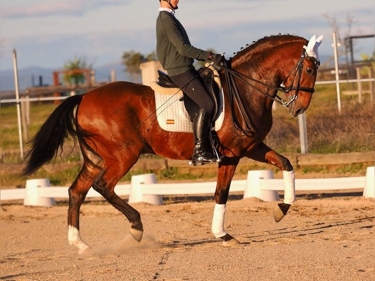 Lusitano Castrone 10 Anni 165 cm Baio ciliegia in NAVAS DEL MADRONO