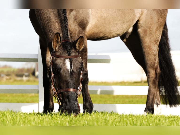 Lusitano Mix Castrone 10 Anni 167 cm Grullo in Heuvelland