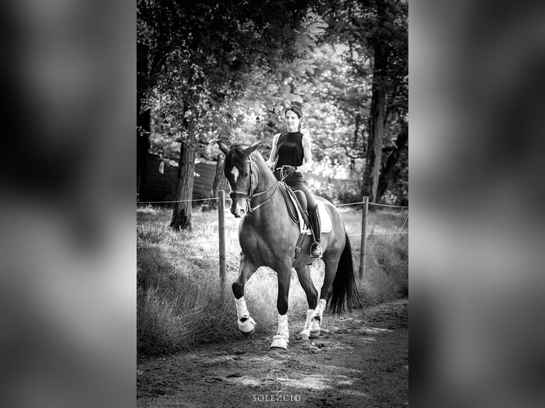 Lusitano Castrone 10 Anni 168 cm Baio scuro in Reignac