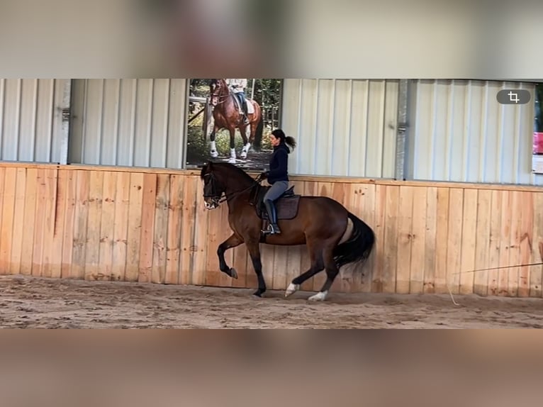Lusitano Castrone 10 Anni 168 cm Baio scuro in Reignac