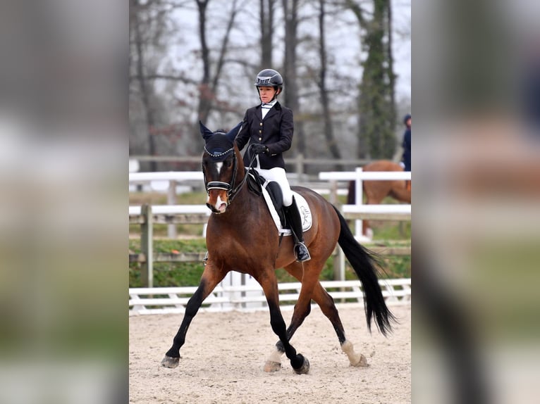 Lusitano Castrone 10 Anni 168 cm Baio scuro in Reignac