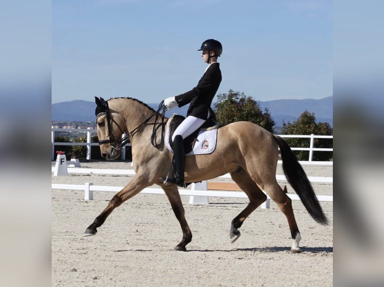 Lusitano Castrone 10 Anni 168 cm Falbo in Velilla De San Antonio