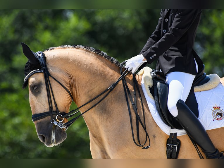 Lusitano Castrone 10 Anni 168 cm Falbo in Velilla De San Antonio