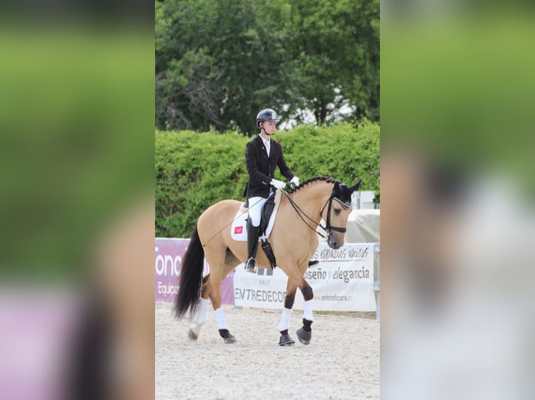 Lusitano Castrone 10 Anni 168 cm Falbo in Velilla De San Antonio