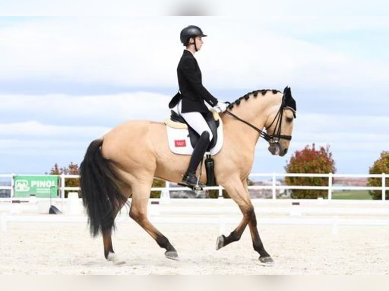 Lusitano Castrone 10 Anni 168 cm Falbo in Velilla De San Antonio