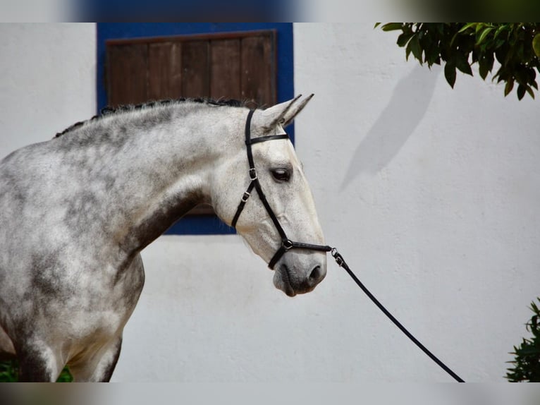 Lusitano Castrone 10 Anni 168 cm Grigio pezzato in Salvaterra de Magos