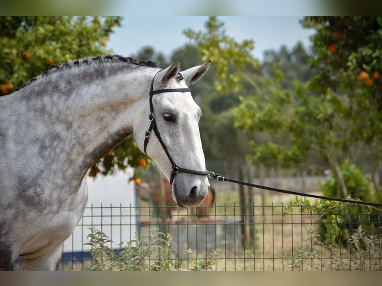 Lusitano Castrone 10 Anni 168 cm Grigio pezzato in Salvaterra de Magos