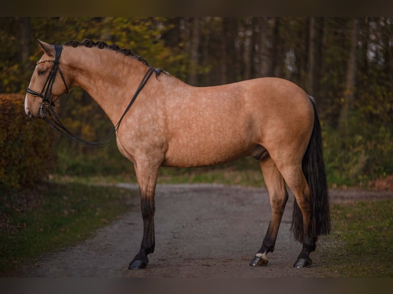 Lusitano Castrone 10 Anni 168 cm Pelle di daino in Wehringen