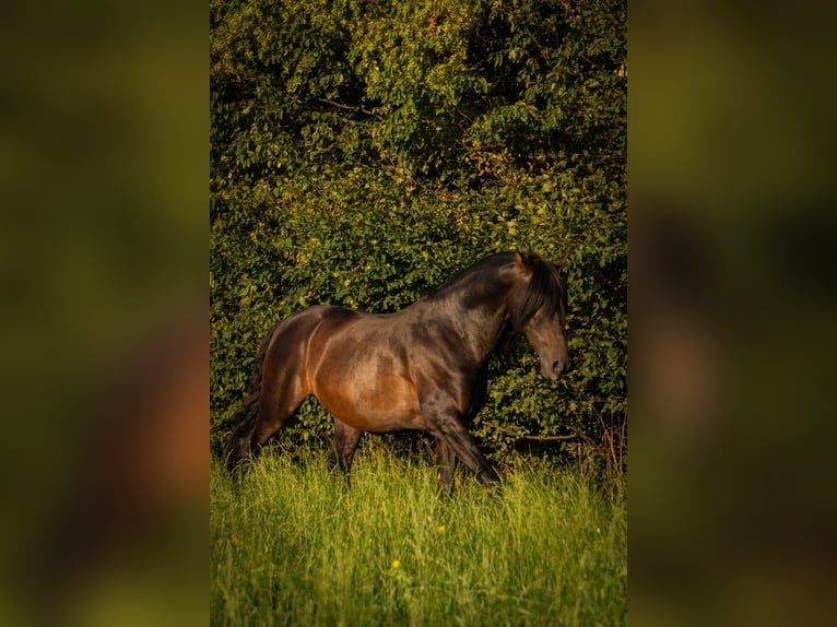 Lusitano Mix Castrone 10 Anni Baio in &#xDC;berlingen