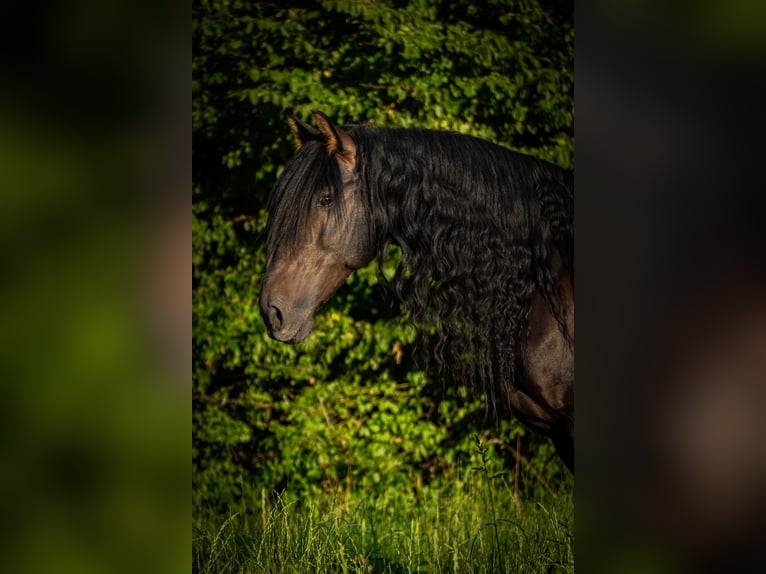 Lusitano Mix Castrone 10 Anni Baio in &#xDC;berlingen