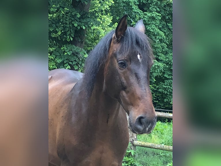 Lusitano Castrone 11 Anni 154 cm Baio in Wildeck