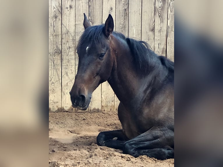 Lusitano Castrone 11 Anni 154 cm Baio in Wildeck