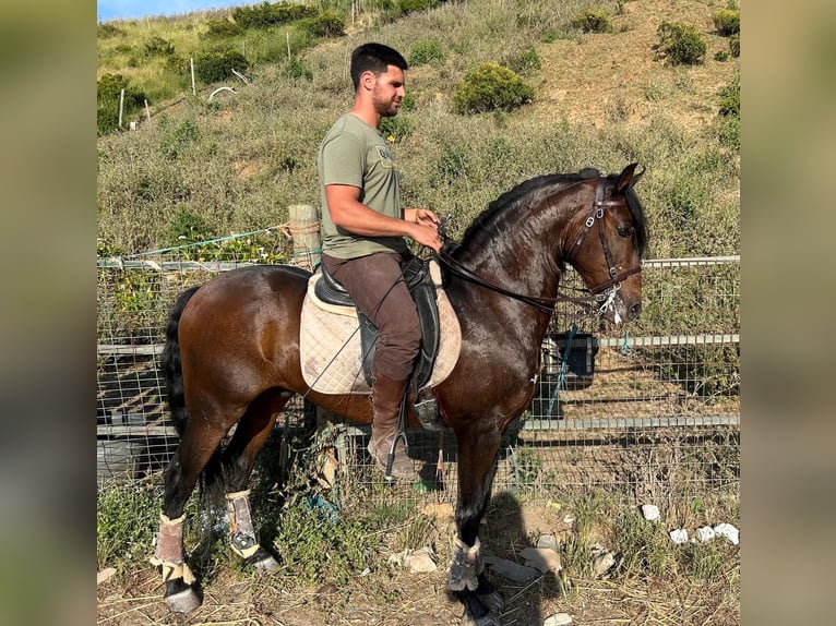 Lusitano Castrone 11 Anni 157 cm Baio in Cadaval