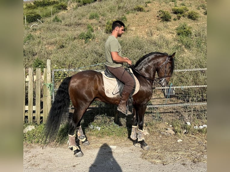 Lusitano Castrone 11 Anni 157 cm Baio in Cadaval