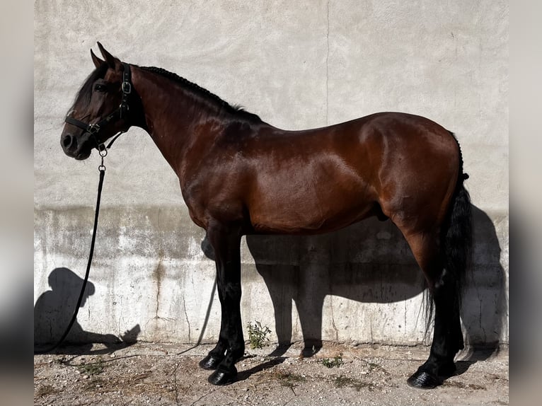 Lusitano Castrone 11 Anni 157 cm Baio in Cadaval