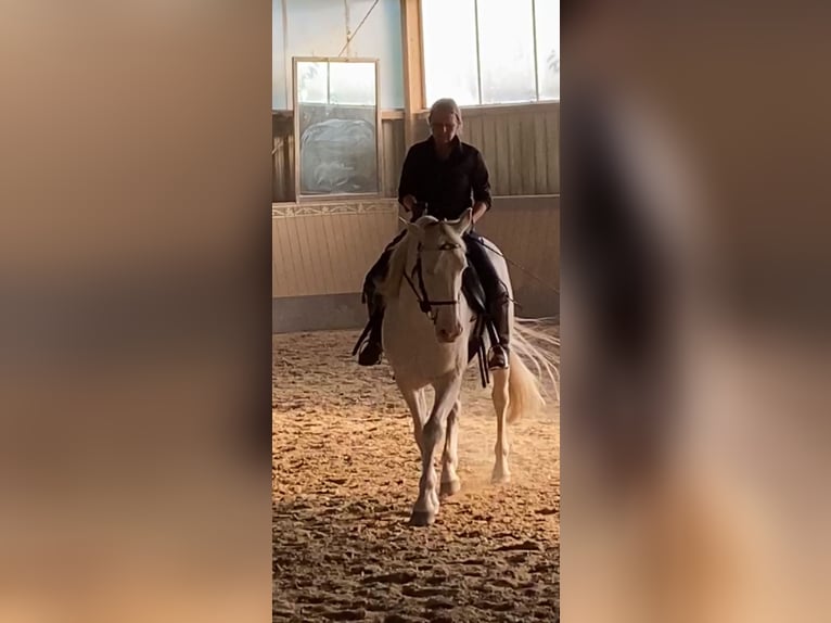 Lusitano Castrone 11 Anni 157 cm Cremello in Magdeburg