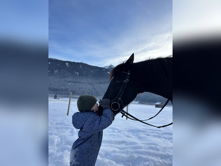 Lusitano Castrone 11 Anni 158 cm Morello in Bramberg am Wildkogel