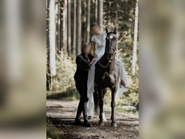 Lusitano Castrone 11 Anni 158 cm Morello in Bramberg am Wildkogel