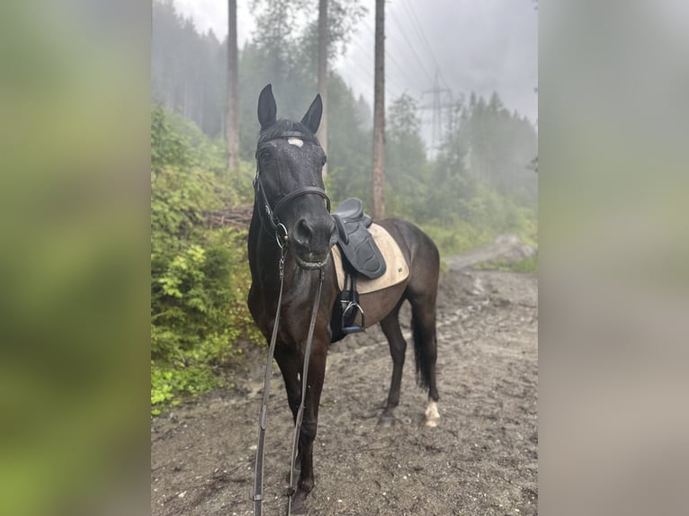 Lusitano Castrone 11 Anni 158 cm Morello in Bramberg am Wildkogel
