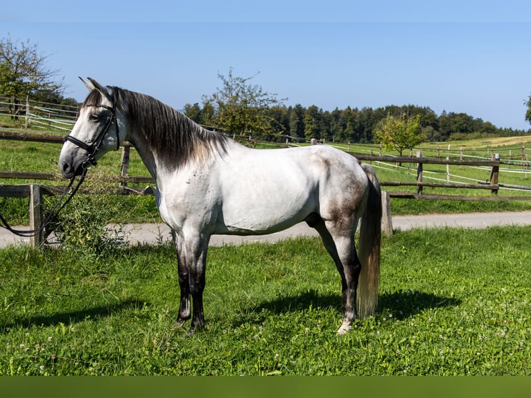 Lusitano Castrone 11 Anni 160 cm Grigio in Aeugst am Albis