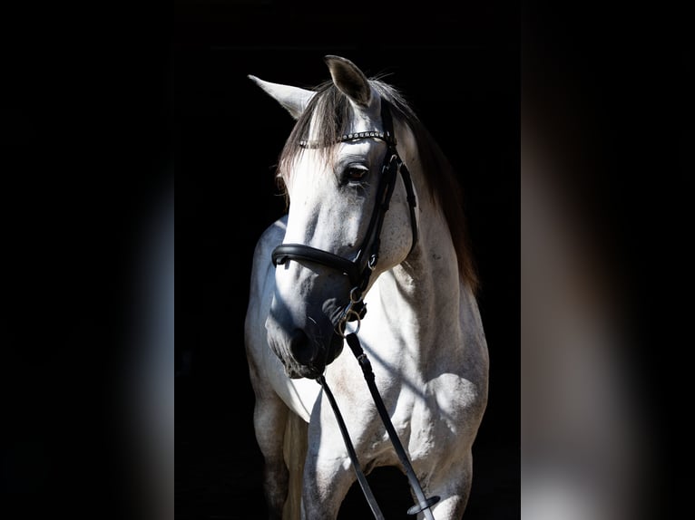 Lusitano Castrone 11 Anni 160 cm Grigio in Aeugst am Albis