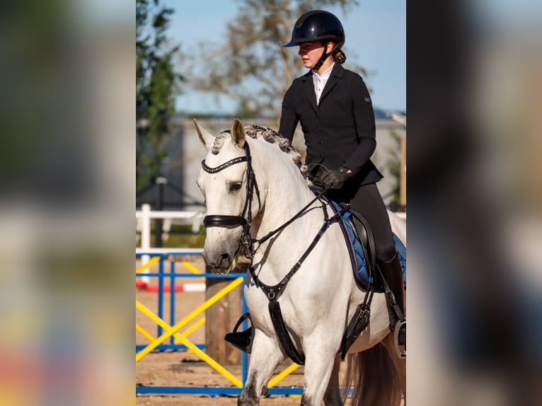 Lusitano Castrone 11 Anni 160 cm Grigio in Vaggeryd