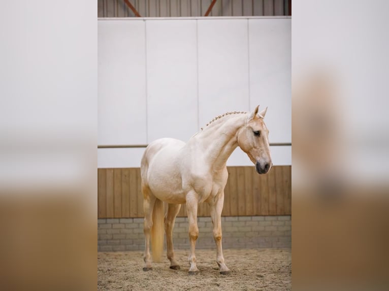 Lusitano Castrone 11 Anni 160 cm Palomino in Dalen