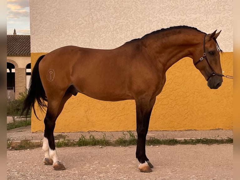 Lusitano Castrone 11 Anni 162 cm Falbo in Xàtiva