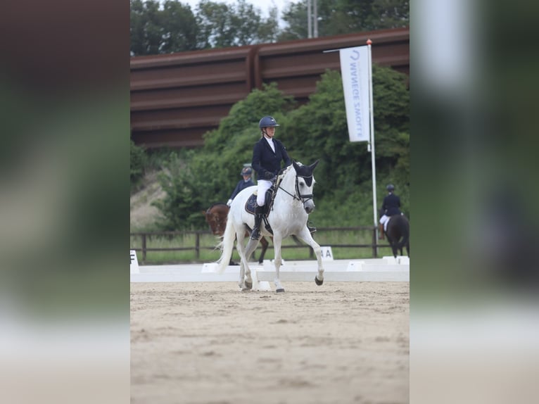 Lusitano Castrone 11 Anni 162 cm Grigio in Zwolle