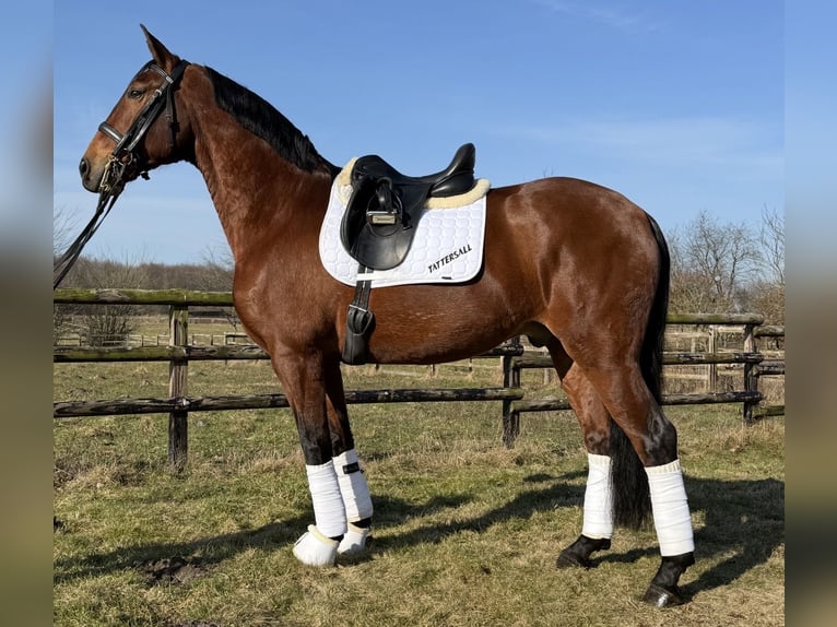 Lusitano Castrone 11 Anni 164 cm Baio in Handewitt