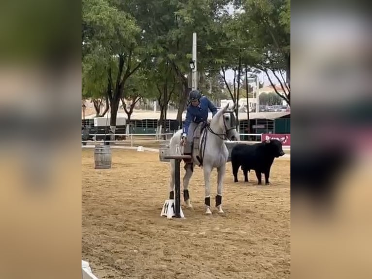 Lusitano Castrone 11 Anni 164 cm Grigio in Coín, Málaga