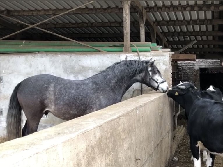 Lusitano Mix Castrone 11 Anni 164 cm Grigio pezzato in Kempen