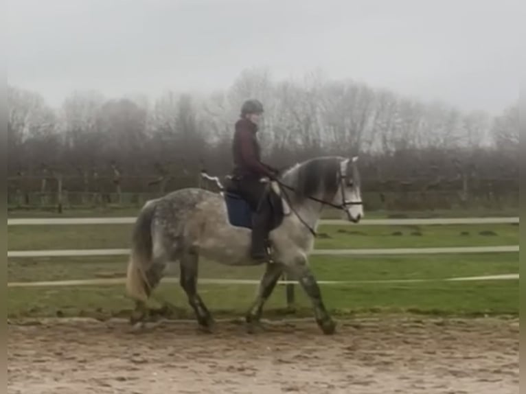 Lusitano Mix Castrone 11 Anni 164 cm Grigio pezzato in Kempen