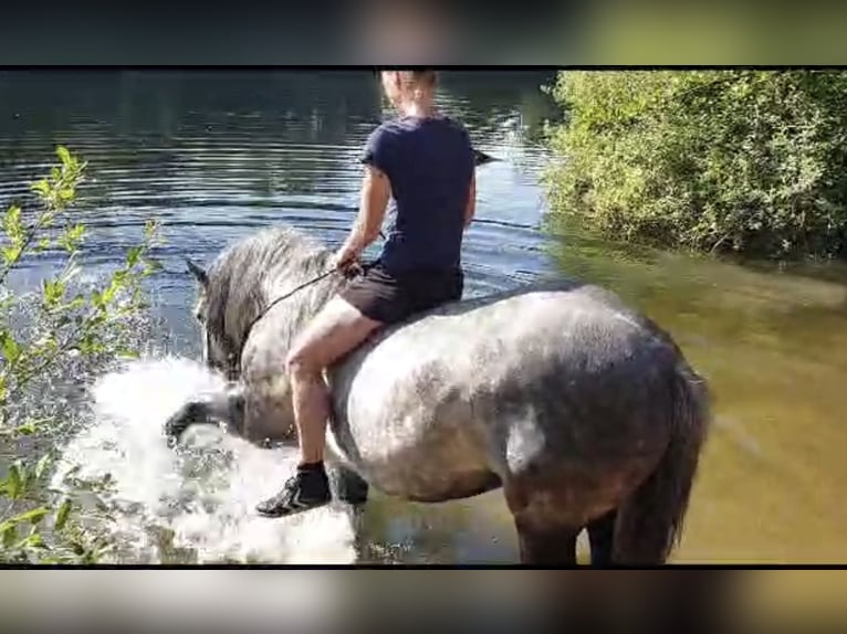Lusitano Mix Castrone 11 Anni 164 cm Grigio pezzato in Kempen